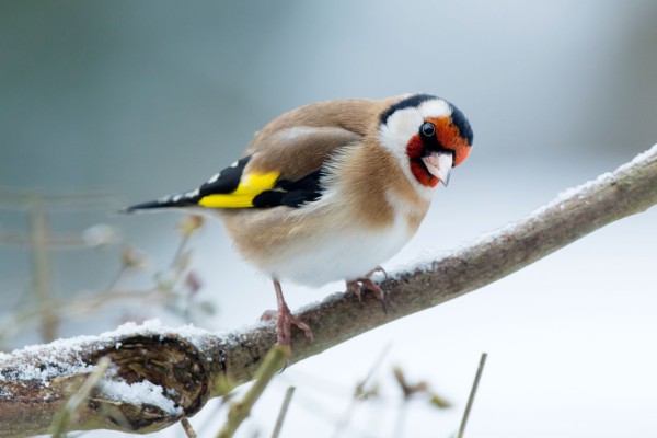 Winterhintergrund mit Vogel auf einem Ast